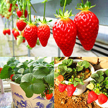 Load image into Gallery viewer, 600pcs/bag Gaint Climbing Strawberry Seeds Bonsai Perennial Organic Climbing Red Strawberry Plant For Home Garden Bonsai Plants
