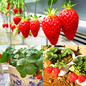 600pcs/bag Gaint Climbing Strawberry Seeds Bonsai Perennial Organic Climbing Red Strawberry Plant For Home Garden Bonsai Plants