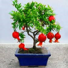 Load image into Gallery viewer, 30 Pcs/ Bag Bonsai Pomegranate seeds Very Sweet Delicious Fruit Bonsai Succulents Tree Bonsai Plants For Home Garden Potted
