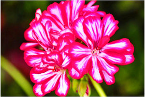 15pcs Geranium Seeds Bonsai Pelargonium hortorum flowers bonsais Perennial beautiful indoor flowering potted plants for home garden