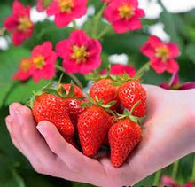 Load image into Gallery viewer, 300Pcs Common Strawberry Bonsai Fragaria ananassa Milk strawberry Fruit Seeds bonsai potted plants indoor perennial fruit bonsai plant
