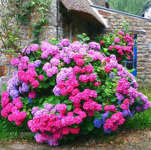 10PCS blue Hydrangea Flower Bonsai flower Fort Viburnum Hydrangea Flower Seeds Macrophylla Potted Plants For Home Garden Planting Flowers