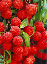 Load image into Gallery viewer, 5pcs Lychee Seeds Bosnai Fruit Litchi chinese Sweet Bosnai Fruit Seeds Tree Plants Perennials Plant For Home Garden Planting
