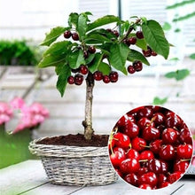 Load image into Gallery viewer, 20Pcs Yellow Cherry bonsai Plants Bonsai Fruit Tree Seeds Perennial Edible Plants Dwarf Cherry Fruit Bonsai Tree For Home Garden Plant
