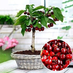 20Pcs Yellow Cherry bonsai Plants Bonsai Fruit Tree Seeds Perennial Edible Plants Dwarf Cherry Fruit Bonsai Tree For Home Garden Plant