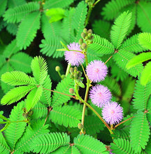 Load image into Gallery viewer, 100pcs/bag Rare Mimosa Pudica Seeds Shame Balcony Foliage Plants Potted  Sensitive Plant Fun Bashfulgrass Seeds
