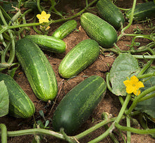 Load image into Gallery viewer, 100pcs cucumber seeds japanese mini cucumber vegetable seeds plants for home vegetables for home&amp;garden plants planting
