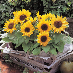 30pcs dwarf sunflower bonsai seeds Colorful sunflower flower bonsai plants Natural growth for home garden planting easy to grow