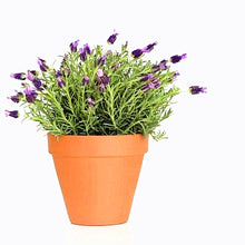 Load image into Gallery viewer, 100pcs Lavender Flower Seeds Bonsai Lavandula angustifolia Very fragrant flower plant perennial indoor garden flowering potted plants
