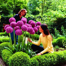 Load image into Gallery viewer, 100pcs Mixed Colour Giant Onion flower Allium Giganteum Beautiful Flowers home Garden potted Plant Rare Flower For Children
