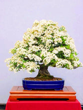 Load image into Gallery viewer, 20Pcs/Bag Jasmine Flower Seeds Bonsai Beautiful Jasminum Sambac Flower Bonsai perennial indoor flowering plant For Home Garden Potted Plants
