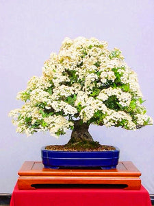 20Pcs/Bag Jasmine Flower Seeds Bonsai Beautiful Jasminum Sambac Flower Bonsai perennial indoor flowering plant For Home Garden Potted Plants