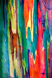 100pcs/bag Rainbow Eucalyptus Deglupta Seeds Showy Tropical Tree Perennial Bonsai Plants Seeds