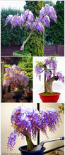 Load image into Gallery viewer, beautiful Wisteria flower seeds Bonsai Tree Plants perennial indoor flowering potted plant seeds for home garden
