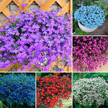 Load image into Gallery viewer, 100pcs/bag Lobelia flower seeds Rare indoor flower Bonsai Chlorophytum flower for Perennial Home Garden Plants
