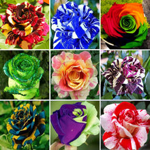 Load image into Gallery viewer, 100pcs/bag Rainbow Rose Tree Seeds and Mini Rose Bonsai Rare Flowers Seeds Plants Bonsai Tree Balcony &amp; Yard Potted for home garden Plants
