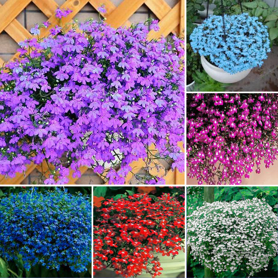 100pcs/bag Lobelia flower seeds Rare indoor flower Bonsai Chlorophytum flower for Perennial Home Garden Plants