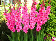 Load image into Gallery viewer, 100pcs Gladiolus Seeds not Bulbs bonsai flower bulb Vaniot Houtt perennial beautiful flowers seeds for home garden potted plants
