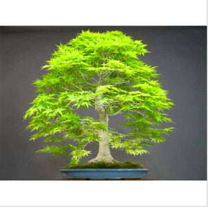 20 Pcs Maple Bonsai Plants Red Maple Tree Seeds Very Beautiful Outdoor Tree Home Garden Decoration Potted Plants