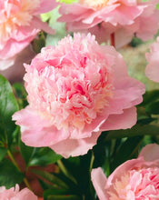 Load image into Gallery viewer, 10Pcs Gaint peony  Seeds bonsai Rare tree peony flower seeds Paeonia suffruticosa flowers for home garden kwiaty ogrodowe potted
