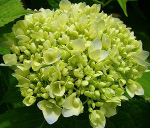 10PCS blue Hydrangea Flower Bonsai flower Fort Viburnum Hydrangea Flower Seeds Macrophylla Potted Plants For Home Garden Planting Flowers