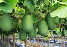 Load image into Gallery viewer, 20pcs bonsai giant winter melon seeds plants China green organic Benincasa hispida for farm wax gourd vegetable seeds for home garden
