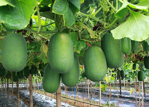 20pcs bonsai giant winter melon seeds plants China green organic Benincasa hispida for farm wax gourd vegetable seeds for home garden