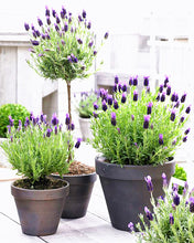 Load image into Gallery viewer, 100pcs Lavender Flower Seeds Bonsai Lavandula angustifolia Very fragrant flower plant perennial indoor garden flowering potted plants
