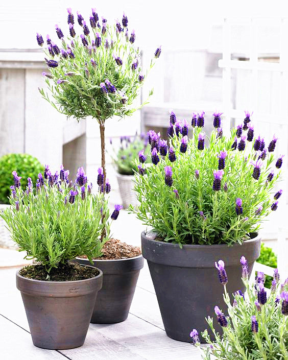 100pcs Lavender Flower Seeds Bonsai Lavandula angustifolia Very fragrant flower plant perennial indoor garden flowering potted plants