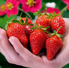 Load image into Gallery viewer, 600pcs/bag Gaint Climbing Strawberry Seeds Bonsai Perennial Organic Climbing Red Strawberry Plant For Home Garden Bonsai Plants
