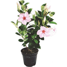 Load image into Gallery viewer, 100pcs/bag Mandevilla Dipladenia Seeds Bonsai indoor plants Ornamental Plant for home garden courtyard
