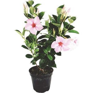 100pcs/bag Mandevilla Dipladenia Seeds Bonsai indoor plants Ornamental Plant for home garden courtyard