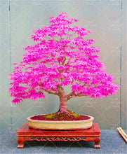 Load image into Gallery viewer, 20 Pcs Maple Bonsai Plants Red Maple Tree Seeds Very Beautiful Outdoor Tree Home Garden Decoration Potted Plants
