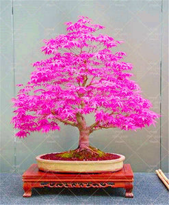 20 Pcs Maple Bonsai Plants Red Maple Tree Seeds Very Beautiful Outdoor Tree Home Garden Decoration Potted Plants