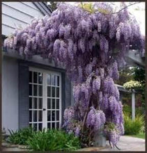 Load image into Gallery viewer, beautiful Wisteria flower seeds Bonsai Tree Plants perennial indoor flowering potted plant seeds for home garden
