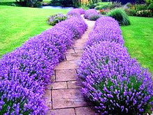 Load image into Gallery viewer, 100pcs Lavender Flower Seeds Bonsai Lavandula angustifolia Very fragrant flower plant perennial indoor garden flowering potted plants
