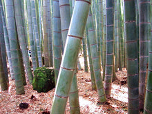 Load image into Gallery viewer, 40pcs/bag bonsai Chinese Moso Giant Bamboo Seeds Phyllostachys heterocycla Pubescens-Giant Moso Bamboo for DIY Home Garden Plants
