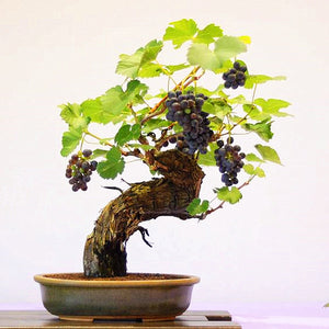 50pcs Grape Bonsai Seeds plants Miniature Plantas bonsai Organic Grpes Fruit Seeds Planting For home MIni Garden Potted plant Bonsai fruit tree