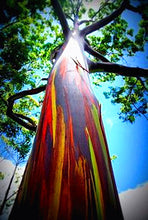 Load image into Gallery viewer, 100pcs/bag Rainbow Eucalyptus Deglupta Seeds Showy Tropical Tree Perennial Bonsai Plants Seeds
