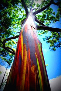 100pcs/bag Rainbow Eucalyptus Deglupta Seeds Showy Tropical Tree Perennial Bonsai Plants Seeds