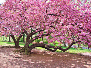 10pcs/pack Bonsai Giant Pink Sakura seed Cherry Blossom Tree seeds Very Beautiful Oriental Cherry Tree Perennial Shrub Plants