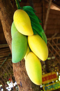 1pcs  Mango Seeds Very Delicious Fruit Seeds tree seeds Perennial For Home Garden plant easy grow