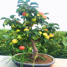 Load image into Gallery viewer, 20pcs Dwarf Apple Bonsai Red Malus domestica potted Tree Delicious fruit plants for mini flower garden planting
