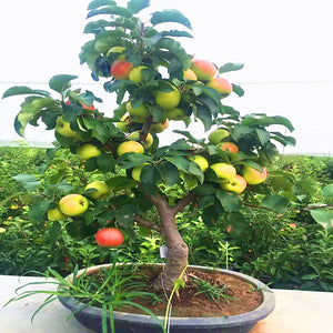 20pcs Dwarf Apple Bonsai Red Malus domestica potted Tree Delicious fruit plants for mini flower garden planting