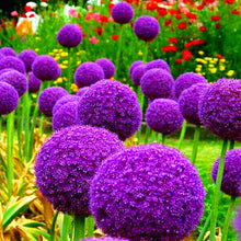 Load image into Gallery viewer, 100pcs Mixed Colour Giant Onion flower Allium Giganteum Beautiful Flowers home Garden potted Plant Rare Flower For Children
