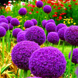 100pcs Mixed Colour Giant Onion flower Allium Giganteum Beautiful Flowers home Garden potted Plant Rare Flower For Children