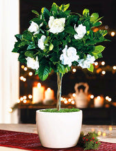 Load image into Gallery viewer, Orange jasmine bonsai seeds flowers rare jasmine flower seed bonsai perennial indoor flowring for home garden potted
