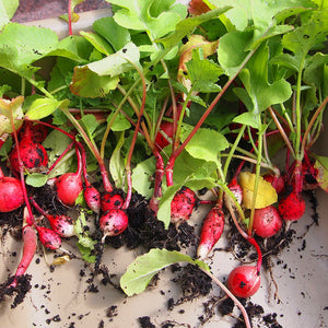 100pcs/bag Bonsai mini Cherry radish seeds organic fruit and vegetable seeds potted plants home garden planting