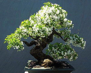 20Pcs/Bag Jasmine Flower Seeds Bonsai Beautiful Jasminum Sambac Flower Bonsai perennial indoor flowering plant For Home Garden Potted Plants