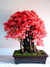 Load image into Gallery viewer, 10Pcs Rare Cherry Blossoms Seeds Bonsai Cherry Sakura Flower seeds bonsai tree indoor flowering potted plants Cerasus Flowers Plant
